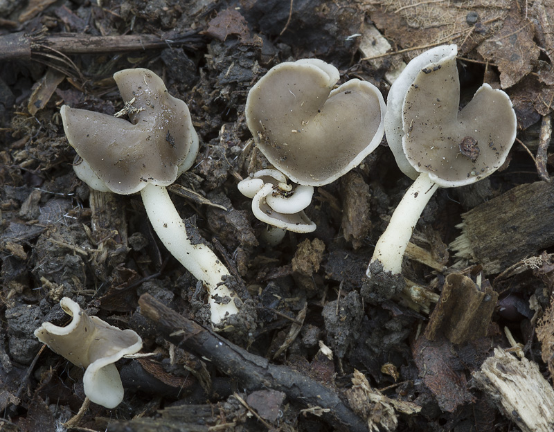 Helvella stevensii